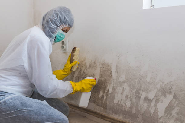 Best Crawl Space Mold Remediation  in USA